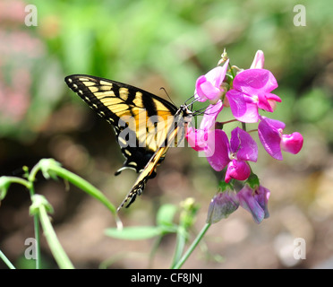 Un papillon jaune sur les petits pois fleurs Banque D'Images