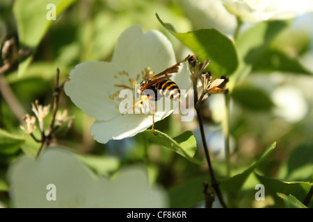 Photo d'une guêpe sur une fleur de Jasmin Banque D'Images