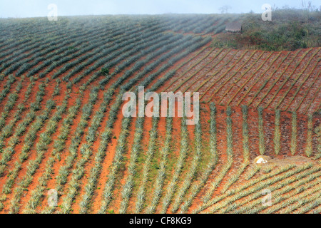 L'Asie, l'ASIE, Laos, Asie du Sud-Est, jour, jour, les voyages, les destinations, les endroits du monde, l'Ananas, ananas, champ, champs, un Banque D'Images