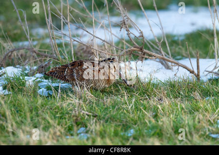 La Bécasse des bois Scolopax rusticola à se nourrir dans la neige sur les terres agricoles de la côte de Norfolk Banque D'Images