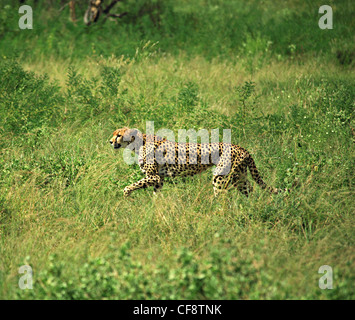 Cheetah fonctionnant dans l'herbe, Samburu National Park. Banque D'Images