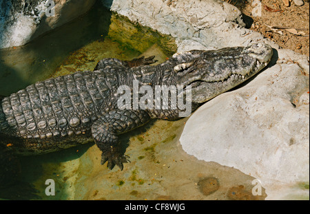 Crocodile pose dans le Dusit Zoo, Bangkok, Thaïlande Banque D'Images