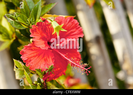 Hibiscus rouge fleur tropicale, à journée ensoleillée Banque D'Images