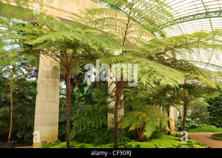 Belgique, Bruxelles, Laeken, le château royal, domaine les Serres de Laeken en ressort à l'intérieur du jardin d'hiver. Banque D'Images