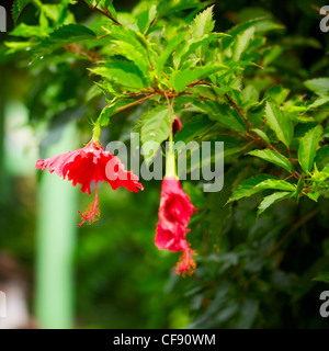 Hibiscus rouge fleur tropicale, à journée ensoleillée Banque D'Images