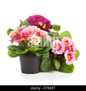 De plus en plus de plastique avec des pots de fleurs de primevères au printemps Banque D'Images