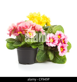 De plus en plus de plastique avec des pots de fleurs de primevères au printemps Banque D'Images