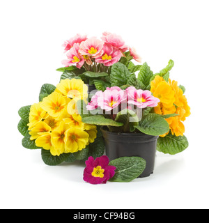 De plus en plus de plastique avec des pots de fleurs de primevères au printemps Banque D'Images