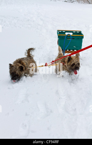 Deux terriers Cairn tirant un traîneau dans la neige Banque D'Images