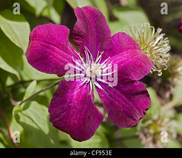 Clematis Caridinal Rouge Banque D'Images