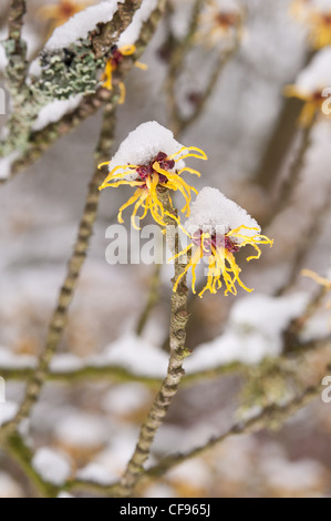 Fleurs de l'Hamamélis Hamamelis mollis , un hiver à feuilles caduques arbuste à fleurs sur un froid matin d'hiver dans la neige plafonné Banque D'Images