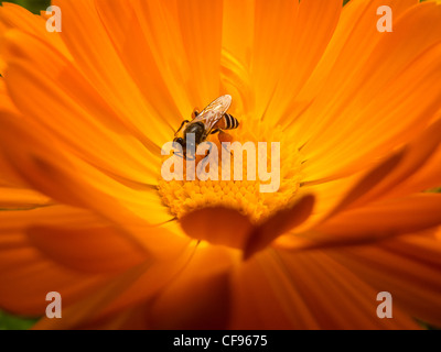 Close up de l'abeille la collecte du pollen d'une fleur orange Banque D'Images