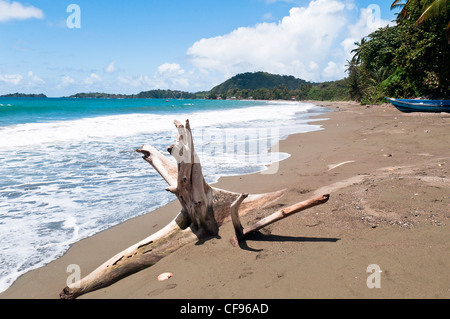 La plage déserte à Carapuse Bay, à l'est de Roxborough, avec un grand morceau de bois flotté. Banque D'Images