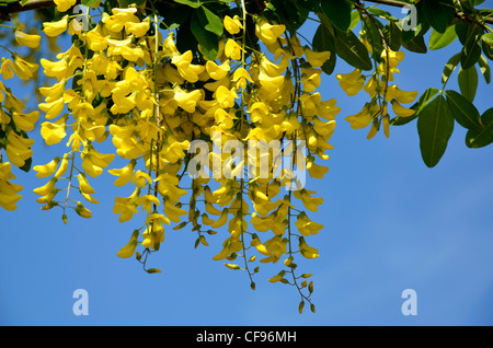 Chaîne d'or (Laburnum) arbre en fleurs sur fond de ciel bleu Banque D'Images