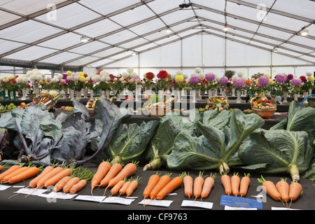 Légumes primés au Malvern Automne 2011 de trois comtés Show Ground Banque D'Images