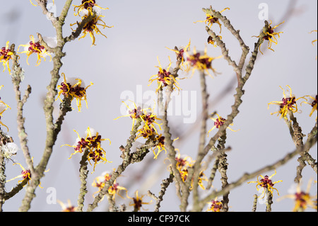 Fleurs de l'Hamamélis Hamamelis mollis , un hiver à feuilles caduques arbuste à fleurs sur un froid matin d'hiver dans la neige plafonné Banque D'Images