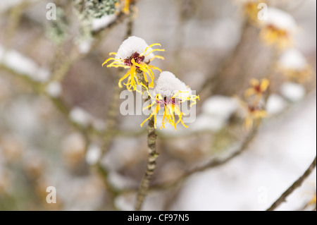 Fleurs de l'Hamamélis Hamamelis mollis , un hiver à feuilles caduques arbuste à fleurs sur un froid matin d'hiver dans la neige plafonné Banque D'Images