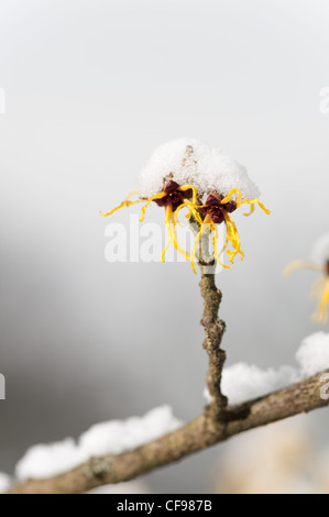 Fleurs de l'Hamamélis Hamamelis mollis , un hiver à feuilles caduques arbuste à fleurs sur un froid matin d'hiver dans la neige plafonné Banque D'Images