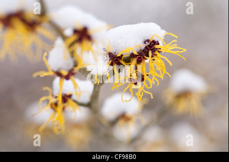 Fleurs de l'Hamamélis Hamamelis mollis , un hiver à feuilles caduques arbuste à fleurs sur un froid matin d'hiver dans la neige plafonné Banque D'Images