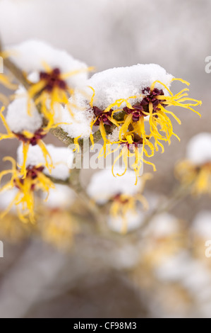 Fleurs de l'Hamamélis Hamamelis mollis , un hiver à feuilles caduques arbuste à fleurs sur un froid matin d'hiver dans la neige plafonné Banque D'Images