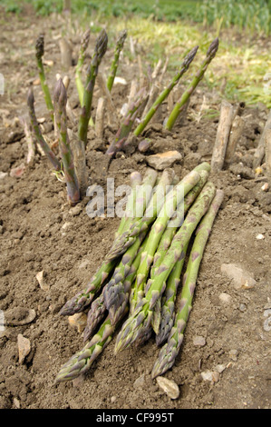 Asperges fraîchement coupées sur l'attribution, Norfolk, Royaume-Uni, juin Banque D'Images