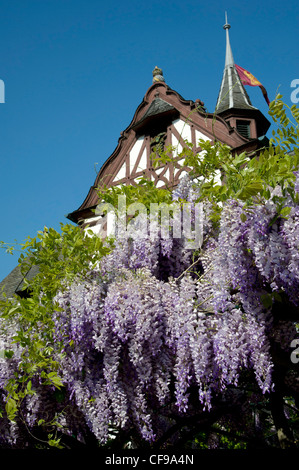 Assmannshausen est un centre historique dans la région viticole sur les rives du Rhin, à côté de Rudesheim. Banque D'Images