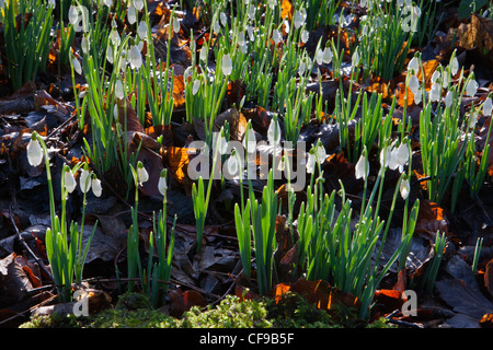 Snowdrops Snowdrops Garden at Painswick Rococo Garden, Gloucestershire, Angleterre, Royaume-Uni Banque D'Images