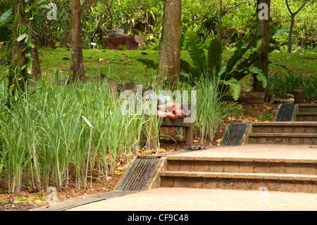 Man sleeping in Fort Canning Park, à Singapour. Banque D'Images