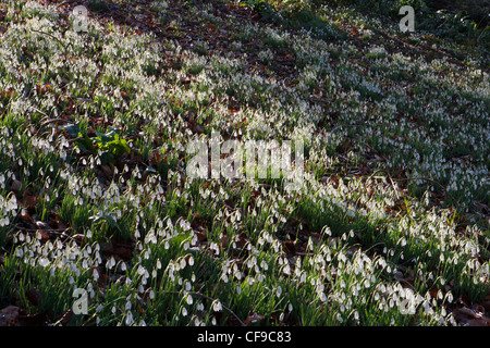 Snowdrops Snowdrops jardin jardins dans les bois à Painswick Rococo Garden, Gloucestershire, Angleterre Royaume-Uni février hiver Banque D'Images