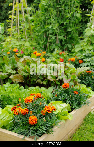 Fleurs et légumes dans rasied lits, dont, les soucis, la laitue, les petits pois, haricots, betteraves et Norfolk, Royaume-Uni, juin Banque D'Images