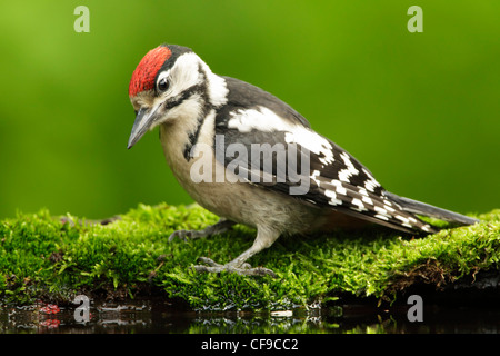 Pic mar (Dendrocopos syriacus syrien) permanent pour mineurs sur la mousse au bord d'une piscine bois Banque D'Images