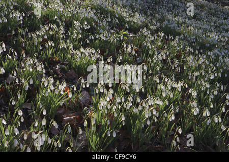 Snowdrops Snowdrops Garden at Painswick Rococo Garden, Gloucestershire, Angleterre, Royaume-Uni Banque D'Images