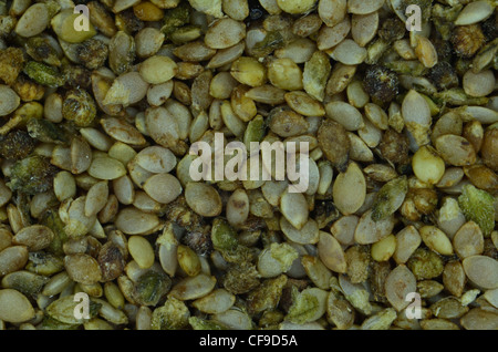 Close-up de l'ortie (Urtica dioica) seeds. Banque D'Images