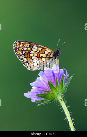 Heath fritillary (Mellicta athalia) sur scabious, Haute-Carniole, Slovénie Banque D'Images