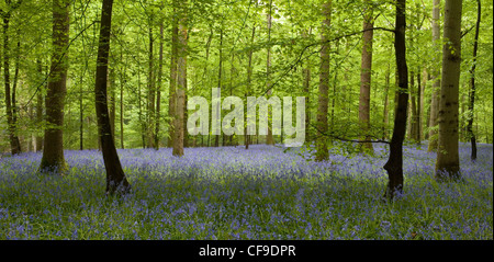 Bluebells Hyacinthoides non scripta en hêtre woodland Forest of Dean Gloucestershire Banque D'Images