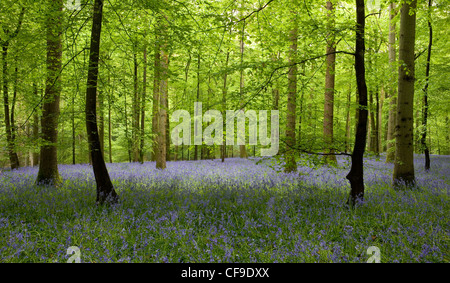 Bluebells Hyacinthoides non scripta en hêtre woodland Forest of Dean Gloucestershire Banque D'Images