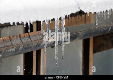 Les glaçons sur la serre des gouttières, Norfolk, UK, Novembre Banque D'Images