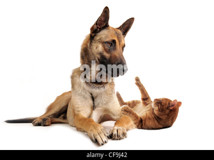 Malinoisand pure race berger belge ginger cat on a white background Banque D'Images