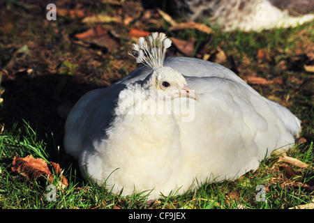Paons blancs fixées dans la nature, Pavo cristatus Banque D'Images