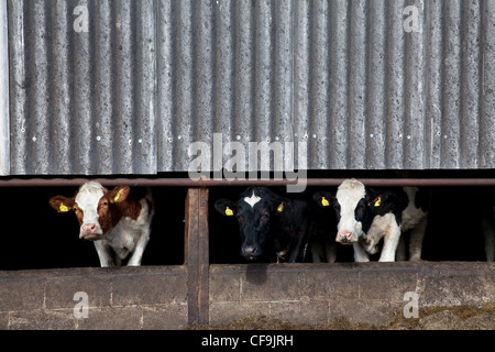 Vaches de génisses Holstein; bovins dans la grange d'hiver à West Burton, Wensleydale, parc national du Yorkshire du Nord, Royaume-Uni Banque D'Images