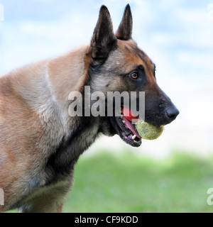 Photo d'un chien de berger belge malinois pure race, et deux balles dans sa bouche Banque D'Images