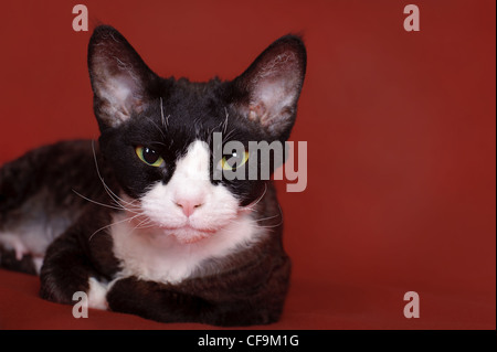 Chat Devon Rex Banque D'Images