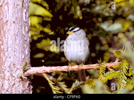 Bruant à couronne blanche (Zonotrichia leucophyrys), vu ici perché sur une branche. Banque D'Images