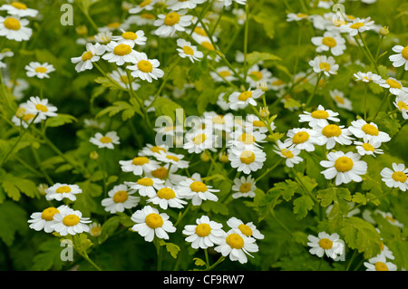 Tanacetum parthenium, Grande camomille, est une herbe médicinale traditionnelle Banque D'Images