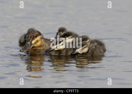 L'érismature rousse (Oxyura jamaicensis) Femelle avec canetons,Norfolk UK, juin Banque D'Images