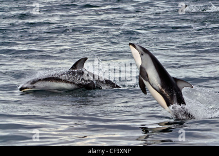 Dauphin à flancs blancs du Pacifique (Lagenorhynchus obliquidens) sautant à vitesse élevée, l'archipel de Broughton, au large de l'île de Vancouver Banque D'Images