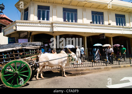 Un panier de bull à l'extérieur de l'hôtel restaurant musulmans ( ) dans la région de Kandy, Sri Lanka. Banque D'Images