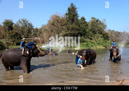 L'école de formation de l'éléphant à Lampang, Thaïlande Banque D'Images