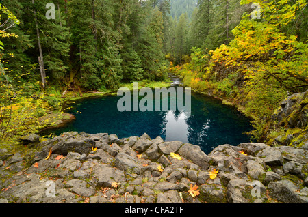 Tamolitch, une piscine extérieure et alimenté par la rivière McKenzie dans l'Oregon est des Cascades. Banque D'Images