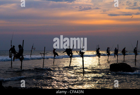 Pêcheurs sur pilotis debout sur leurs perches pendant le coucher du soleil à Midigama. Banque D'Images